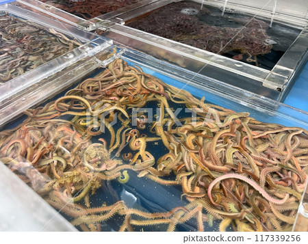 Fishing bait (earthworms) Fishing bait (earthworms) 117339256