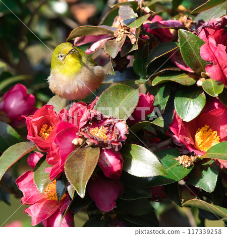 白目吸吮美麗的山茶花蜜② 117339258