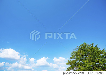 夏天的雲和樹 117339288