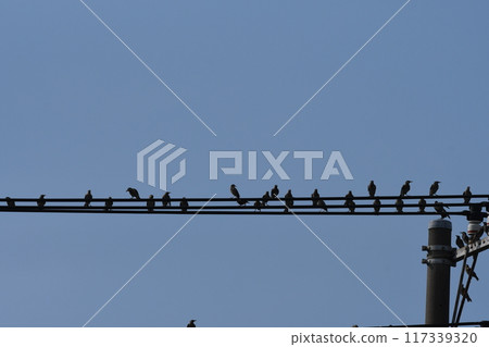 Starlings perched on high voltage power lines Starlings perched on high voltage power lines 117339320