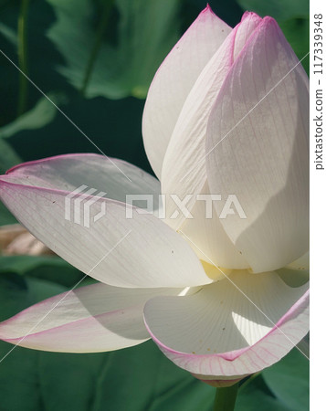白粉蓮花特寫/純白粉漸變~蓮花 117339348