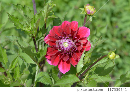 Dahlia 117339541