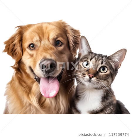 Happy Dog and Curious Cat Portrait PNG Transparency Happy Dog and Curious Cat Portrait PNG Transparency 117339774
