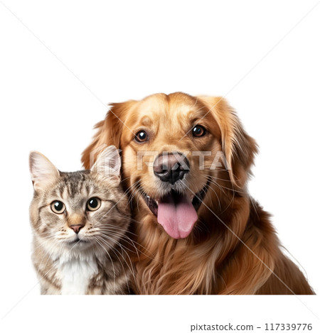 Happy Dog and Curious Cat Portrait PNG Transparency Happy Dog and Curious Cat Portrait PNG Transparency 117339776