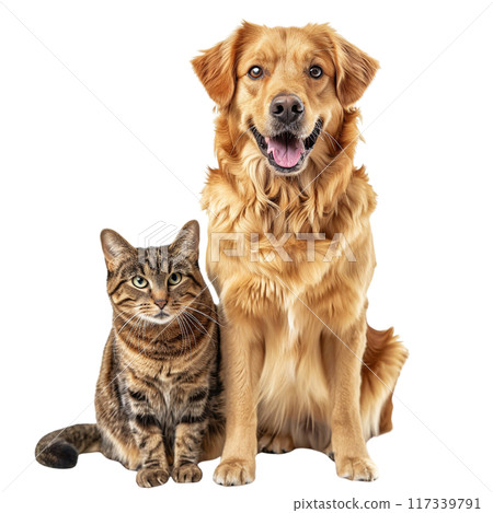 Happy Dog and Curious Cat Portrait PNG Transparency 117339791