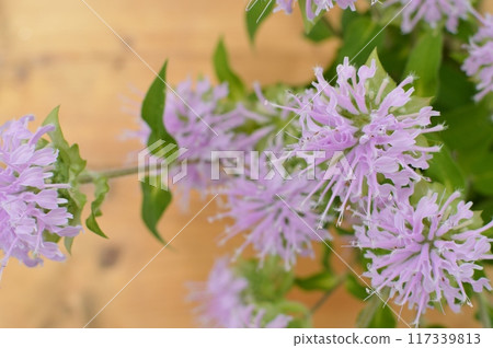 粉色莫納達花 粉色莫納達花 117339813