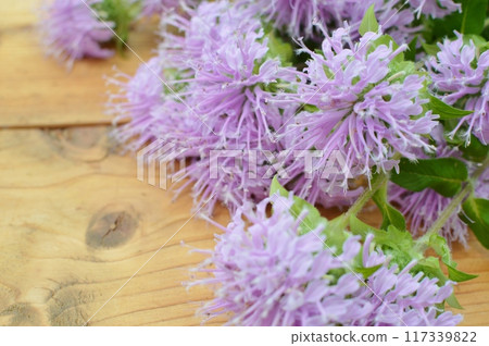 Pink Monarda bouquet Pink Monarda bouquet 117339822