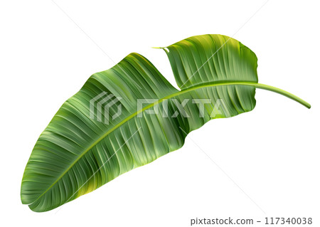 Green Banana Leaf PNG Transparency Isolated Image 117340038
