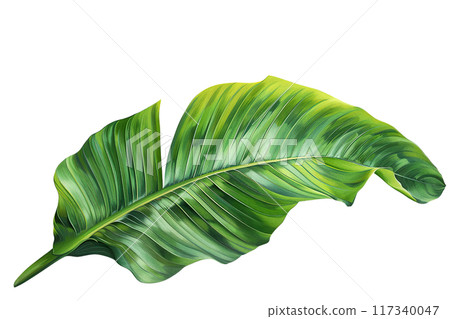 Green Banana Leaf PNG Transparency Isolated Image Green Banana Leaf PNG Transparency Isolated Image 117340047