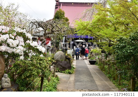 Yamato City: Joshinji Temple grounds, fresh greenery and azaleas in full bloom 117340111
