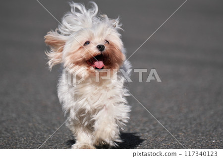 Merry Holiday Merry Holiday 117340123