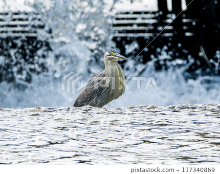Waterside striated heron 117340869