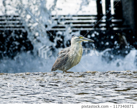 Waterside striated heron 117340871