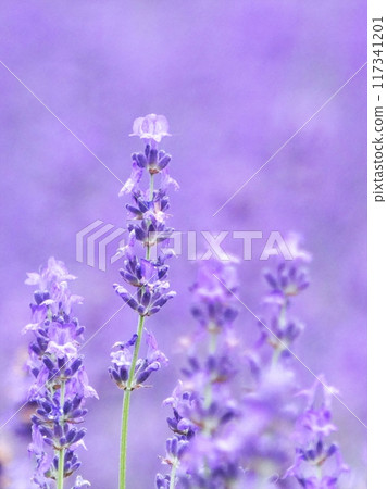 美瑛的美麗薰衣草 美瑛的美麗薰衣草 117341201