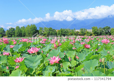 Lotus flowers bloom in Azumino in summer 117341794