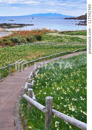 Tsumekizaki Daffodil Festival Beautiful daffodils, aloe vera, and the sea (Shimoda City, Shizuoka Prefecture) 117342360