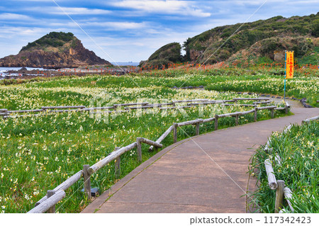 Tsumekizaki Daffodil Festival Beautiful daffodils, aloe vera, and the sea (Shimoda City, Shizuoka Prefecture) 117342423