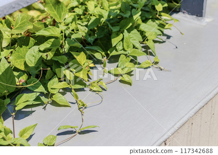 綁在柵欄上的植物 綁在柵欄上的植物 117342688