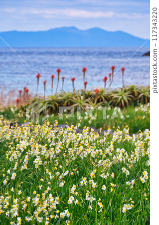 Tsumekizaki Daffodil Festival Beautiful daffodils, aloe vera, and the sea (Shimoda City, Shizuoka Prefecture) 117343220