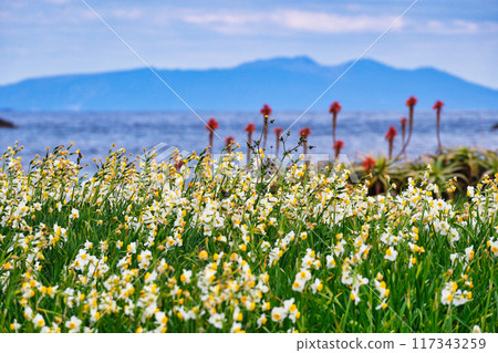 津木崎水仙花節 美麗的水仙花、蘆薈和大海（靜岡縣下田市） 117343259