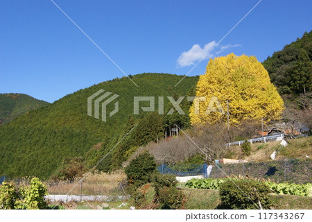 福鼎大銀杏樹中景 福鼎大銀杏樹中景 117343267
