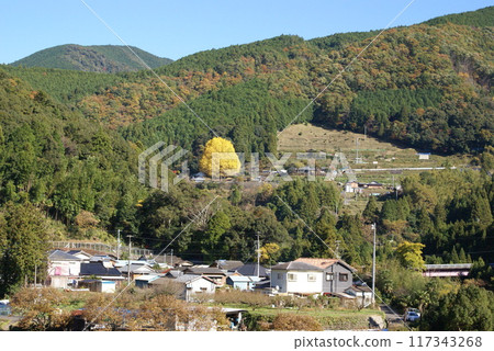 福鼎大銀杏樹遠眺 117343268