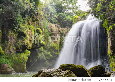 Yellow cattle waterfall 117343384