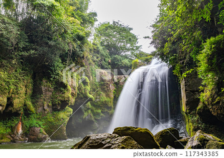 Yellow cattle waterfall 117343385
