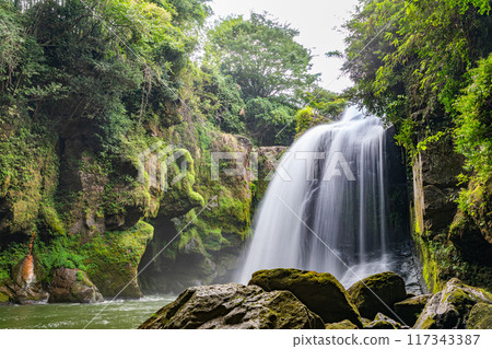 Yellow cattle waterfall 117343387