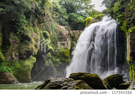 Yellow cattle waterfall 117343388