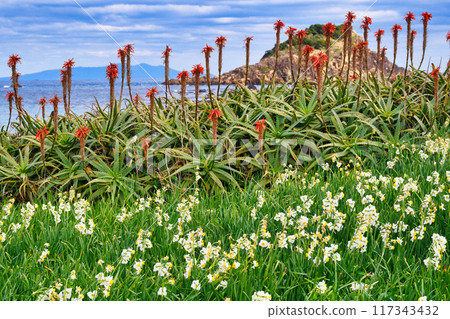 Tsumekizaki Daffodil Festival Beautiful daffodils, aloe vera, and the sea (Shimoda City, Shizuoka Prefecture) 117343432
