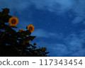 Sunflowers looking up at the night sky 117343454