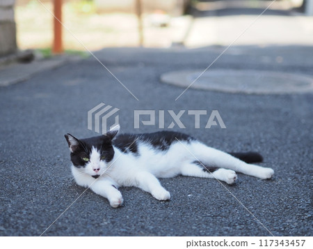 睡在路上的流浪貓（黑/白） 117343457