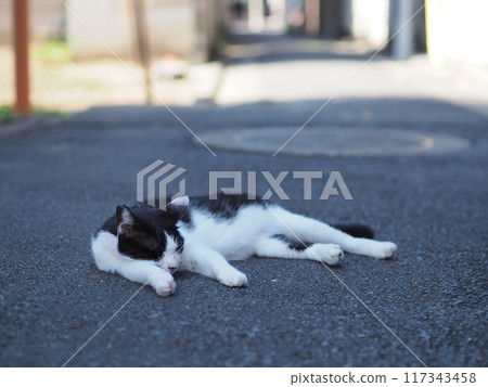 睡在路上的流浪貓(黑/白) 睡在路上的流浪貓(黑/白) 117343458