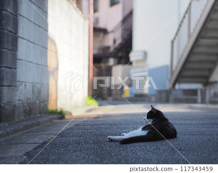 Stray cats sleeping on the road (black and white) 117343459