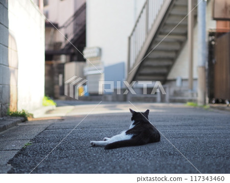 Stray cats sleeping on the road (black and white) Stray cats sleeping on the road (black and white) 117343460