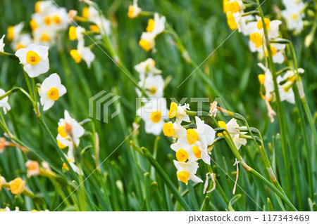 津木崎水仙花節 美麗的水仙花（靜岡縣下田市） 117343469