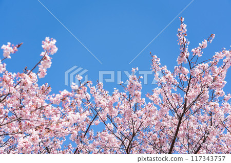 Blue sky and beautiful cherry blossoms Blue sky and beautiful cherry blossoms 117343757