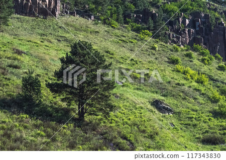 Lonely tree on the meadow in the mountains in summer. Eastern Siberia, Sayan. Russia Lonely tree on the meadow in the mountains in summer. Eastern Siberia, Sayan. Russia 117343830