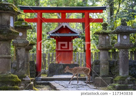 奈良公園壺屋神社和鹿 117343838
