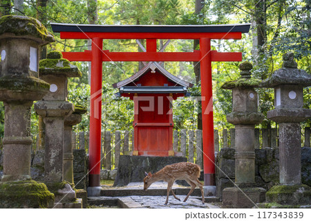 奈良公園壺屋神社和鹿 117343839