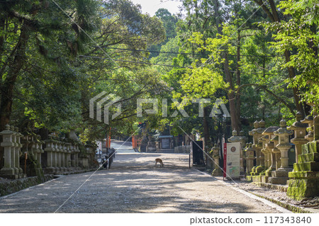 Nara Park Kasuga Taisha Shrine Approach Second Torii Nara Park Kasuga Taisha Shrine Approach Second Torii 117343840