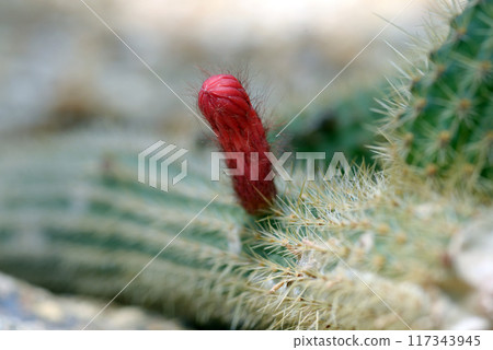 Cactus flower 117343945
