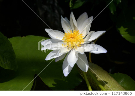 Water lily Water lily 117343960
