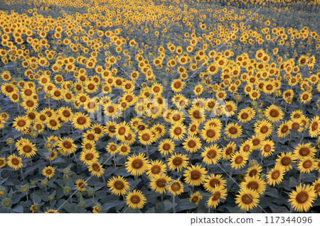 清早向日葵領域 117344096