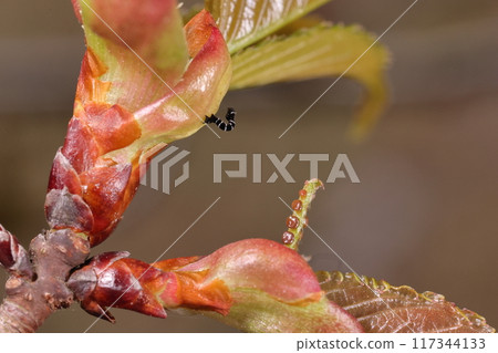 Living creatures Insects A young larva of the brown geometrie. It is a polyphagous plant that eats the leaves of various trees, including those of the Rosaceae, Fagaceae, and Mulberry families. 117344133