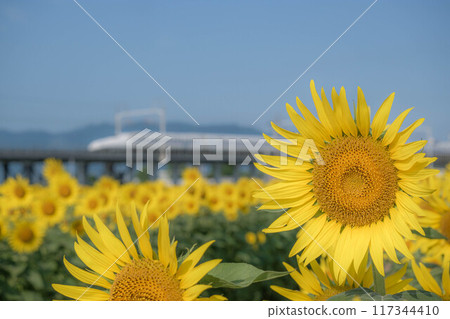 Sunflower field and bullet train 117344410