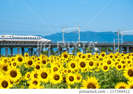 向日葵領域和高速火車 向日葵領域和高速火車 117344412