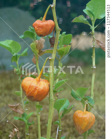 地櫻桃（中國燈籠植物） 117344513