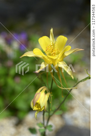 Aquilegia Crisanta Aquilegia Crisanta 117344563